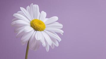 Singular Daisy with Purple Gradient Backdrop photo