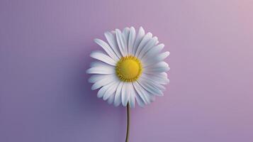 Singular Daisy with Purple Gradient Backdrop photo