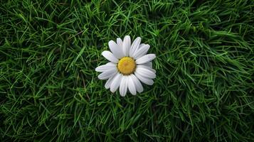Overhead view of a vibrant daisy with stark white petals and a bright yellow center set against fresh green grass. photo