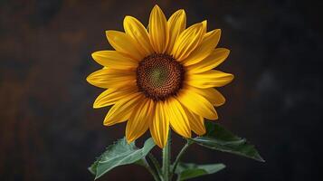 Sunflower with golden petals and green leaves against a dark background. Studio portrait of a flower, nature and summer concept with copy space. photo