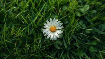 Overhead view of a vibrant daisy with stark white petals and a bright yellow center set against fresh green grass. photo