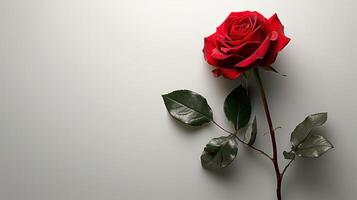 Single red rose lying flat on a white background. Valentine's Day concept with copy space for greeting cards and romantic designs. photo