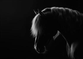 Elegant horse posing with flowing mane on black background photo