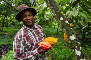 Satisfied farmer collects cocoa pods in his field in Cameroon photo