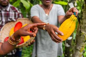 Closeup of a hand showing the harvester how to cut the cocoa pod from the cocoa tree photo