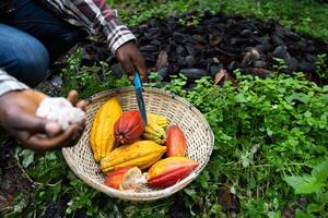 Basket containing cocoa pods, some open, others still closed photo