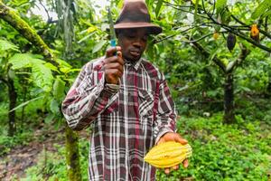 African harvester showing how to cut and open a cocoa pod. Cocoa harvest concept photo