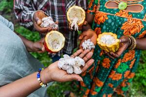 Three African cocoa farmers hold the cocoa seeds in their hands as they emerge from the pod photo