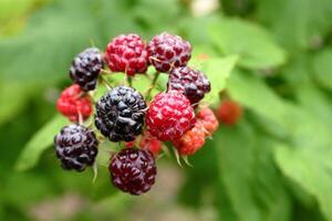 Bunch of black raspberries in different stages of ripeness close up. photo