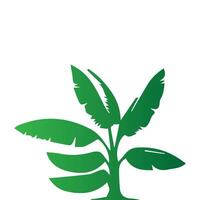 Banana Tree Silhouette Icon. Illustration of Banana Tree. Banana tree with fruit symbol. Banana tree sign. vector