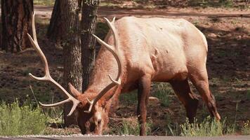 Rocky Mountain Elk in the woods of Grand Canyon National Park, Utah, USA video