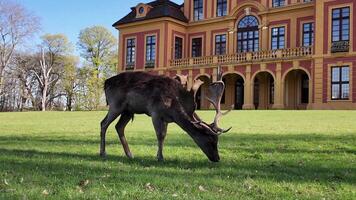 18.03.24 Germany Deer Grazing in Front of Large Building video