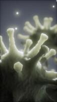 bactérias vírus ou germes células de microorganismos sob microscópio com profundidade video
