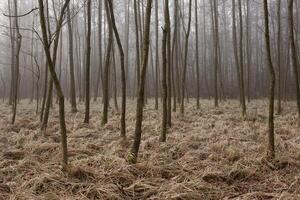Mysterious fog among the trees in the autumn forest in Czechia. photo
