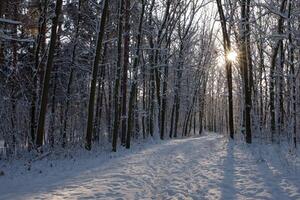 Rows of pine trunks with the sun's rays passing through. photo