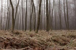 Mysterious fog among the trees in the autumn forest in Czechia. photo