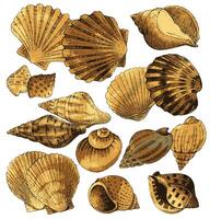 Seashell collection on a white background vector