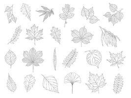 Set of different kinds of leaves. Hand-drawn sketches. Collection of isolated outlined leaves on a white background. vector