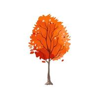 Isolated Autumn Tree with Orange Leaves vector