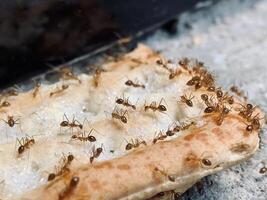 Close-up photo of a group of ants on a piece of bread eating sugar