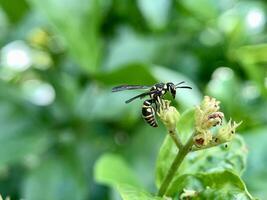 A wasp landed on a plant with green leaves photo