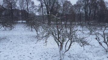Old apples on tree branch without leaves covered with snow. Frozen apples video