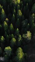 Drone view of summer fields. Clip.Green empty clean areas with green plants and tall pines and fir trees. video