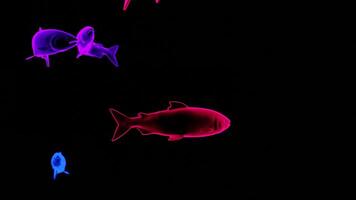 Abstract flowing silhouettes of colorful fishes isolated on a black background Design. Marine creatures holograms underwater. video