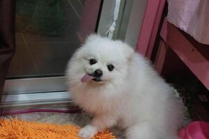 de pelo blanco pomeranio perro mirando foto