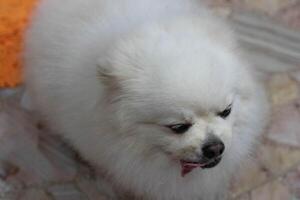 de pelo blanco pomeranio perro caminando foto