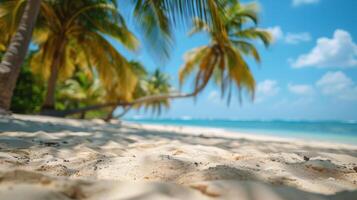 Palm Tree Shadows on a Tropical Beach During Summer Vacation photo