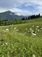 Scenic view of a meadow covered in wildflowers with a majestic mountain range in the background. photo