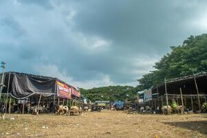 the atmosphere of an animal market or farm filled with lots of goats. sacrifice for the celebration of Eid al-Adha for Muslims around the world, Indonesia, 14 June 2024. photo