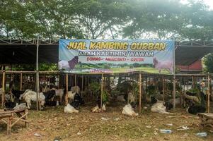 the atmosphere of an animal market or farm filled with lots of goats. sacrifice for the celebration of Eid al-Adha for Muslims around the world, Indonesia, 14 June 2024. photo