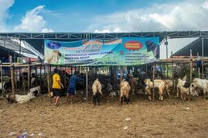 the atmosphere of an animal market or farm filled with lots of goats. sacrifice for the celebration of Eid al-Adha for Muslims around the world, Indonesia, 14 June 2024. photo