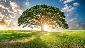 Big tree growing in the grass, Scientific name Albizia saman, Common name Rain tree photo