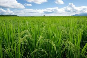 Photo rice field