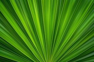 Green palm leaf pattern texture abstract background photo