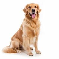 Golden Retriever Dog Sitting and Looking at the Camera photo