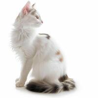 Turkish Van cat photo