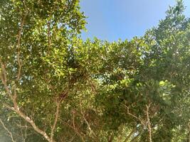 a tree with leaves and branches in the sun photo
