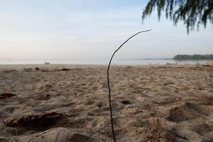 a lone tree on a sandy beach photo