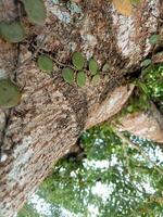 a tree with many green leaves growing on it photo
