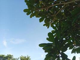 a view of the sky from the top of a tree photo