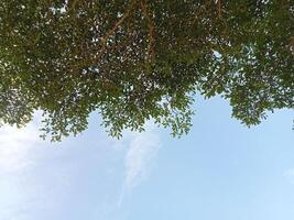 a view of the sky through the branches of a tree photo