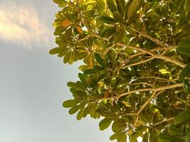 a view of a tree with leaves and sky photo
