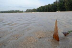 a small piece of wood on the sand photo
