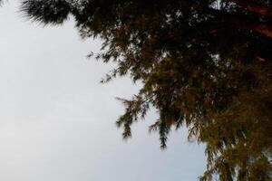 a plane flying over a tree photo