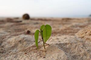 a small plant growing in the sand photo