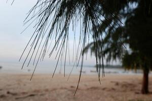 a beach with a tree branch in the foreground photo